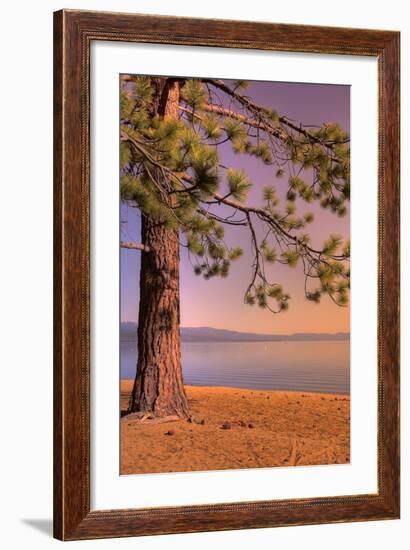 Morning Tree, South Lake Tahoe-Vincent James-Framed Photographic Print