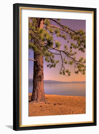 Morning Tree, South Lake Tahoe-Vincent James-Framed Photographic Print