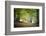 Morning Walk-Philippe Manguin-Framed Photographic Print