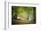 Morning Walk-Philippe Manguin-Framed Photographic Print