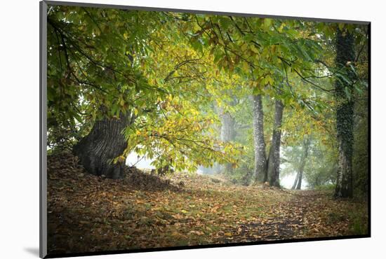 Morning Walk-Philippe Manguin-Mounted Photographic Print