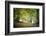 Morning Walk-Philippe Manguin-Framed Photographic Print