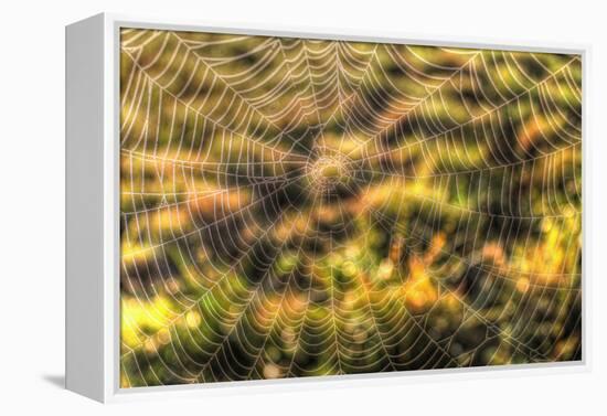 Morning Web-Robert Goldwitz-Framed Premier Image Canvas