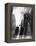 Morningside Mystery-Evan Morris Cohen-Framed Premier Image Canvas