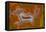 Moroccan Agate-Darrell Gulin-Framed Premier Image Canvas