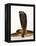 Moroccan Cobra-Martin Harvey-Framed Premier Image Canvas