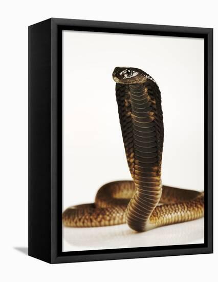 Moroccan Cobra-Martin Harvey-Framed Premier Image Canvas