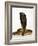 Moroccan Cobra-Martin Harvey-Framed Photographic Print