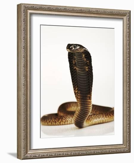 Moroccan Cobra-Martin Harvey-Framed Photographic Print