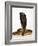 Moroccan Cobra-Martin Harvey-Framed Photographic Print