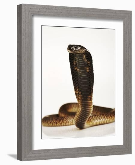 Moroccan Cobra-Martin Harvey-Framed Photographic Print
