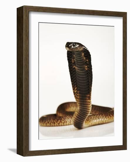 Moroccan Cobra-Martin Harvey-Framed Photographic Print