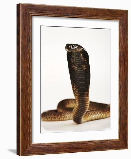 Moroccan Cobra-Martin Harvey-Framed Photographic Print