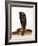 Moroccan Cobra-Martin Harvey-Framed Photographic Print