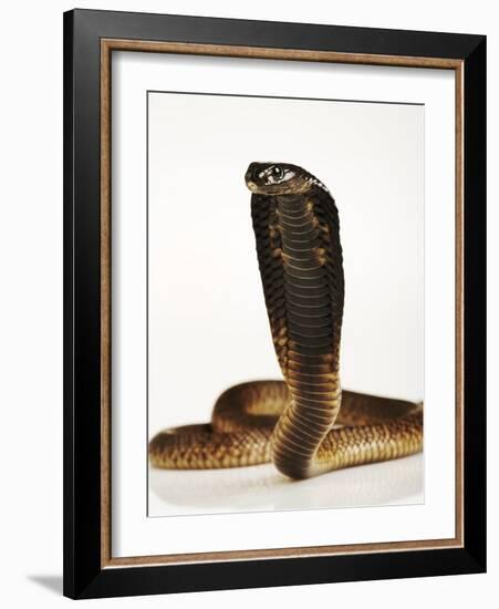 Moroccan Cobra-Martin Harvey-Framed Photographic Print