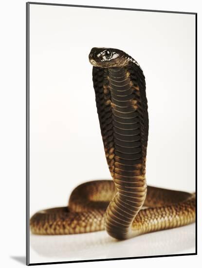 Moroccan Cobra-Martin Harvey-Mounted Photographic Print