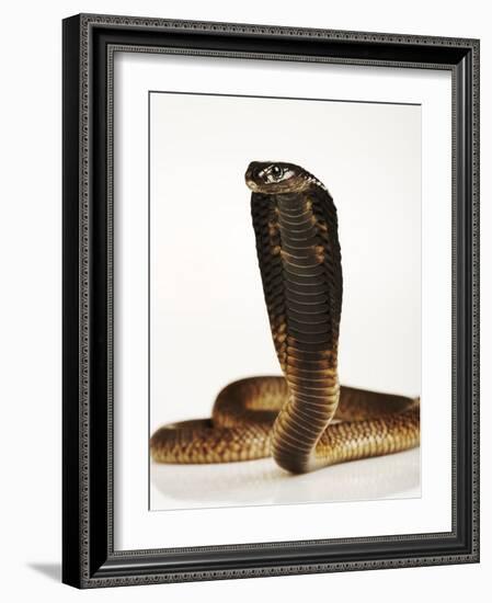 Moroccan Cobra-Martin Harvey-Framed Photographic Print