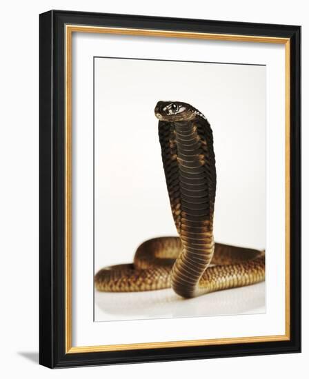 Moroccan Cobra-Martin Harvey-Framed Photographic Print