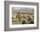 Morocco,. A man tends his flock of sheep in the High Atlas mountains.-Brenda Tharp-Framed Photographic Print