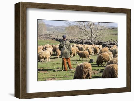 Morocco,. A man tends his flock of sheep in the High Atlas mountains.-Brenda Tharp-Framed Photographic Print
