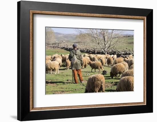 Morocco,. A man tends his flock of sheep in the High Atlas mountains.-Brenda Tharp-Framed Photographic Print