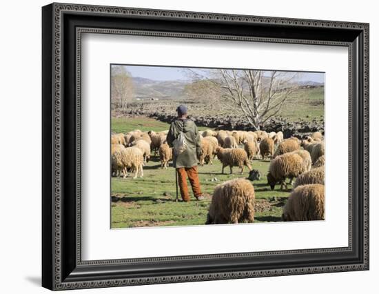 Morocco,. A man tends his flock of sheep in the High Atlas mountains.-Brenda Tharp-Framed Photographic Print