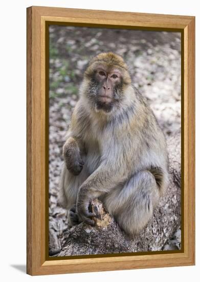 Morocco. An adult macaque monkey in the cedar forests of the Atlas Mountains.-Brenda Tharp-Framed Premier Image Canvas
