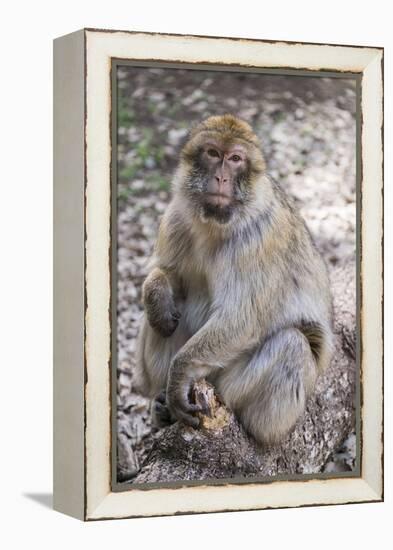 Morocco. An adult macaque monkey in the cedar forests of the Atlas Mountains.-Brenda Tharp-Framed Premier Image Canvas