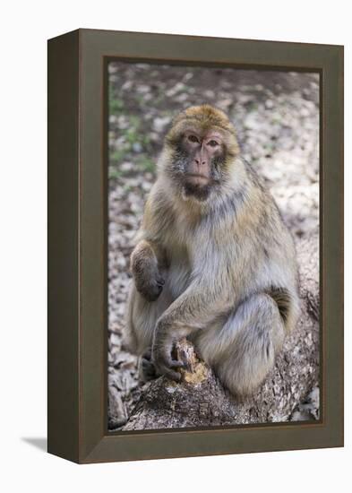 Morocco. An adult macaque monkey in the cedar forests of the Atlas Mountains.-Brenda Tharp-Framed Premier Image Canvas