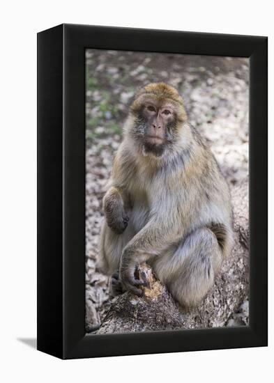 Morocco. An adult macaque monkey in the cedar forests of the Atlas Mountains.-Brenda Tharp-Framed Premier Image Canvas