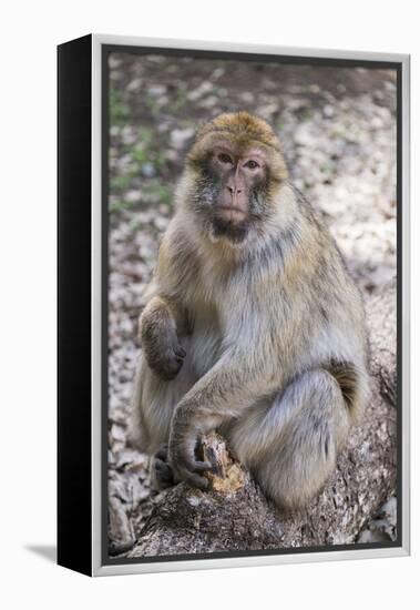 Morocco. An adult macaque monkey in the cedar forests of the Atlas Mountains.-Brenda Tharp-Framed Premier Image Canvas