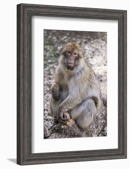 Morocco. An adult macaque monkey in the cedar forests of the Atlas Mountains.-Brenda Tharp-Framed Photographic Print