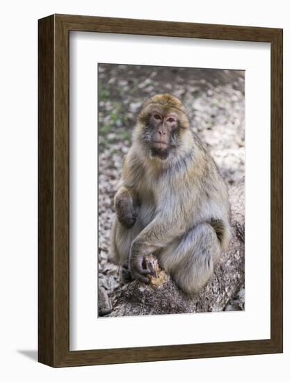 Morocco. An adult macaque monkey in the cedar forests of the Atlas Mountains.-Brenda Tharp-Framed Photographic Print