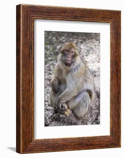 Morocco. An adult macaque monkey in the cedar forests of the Atlas Mountains.-Brenda Tharp-Framed Photographic Print