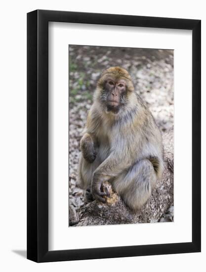 Morocco. An adult macaque monkey in the cedar forests of the Atlas Mountains.-Brenda Tharp-Framed Photographic Print