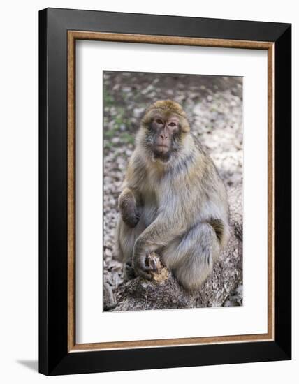 Morocco. An adult macaque monkey in the cedar forests of the Atlas Mountains.-Brenda Tharp-Framed Photographic Print