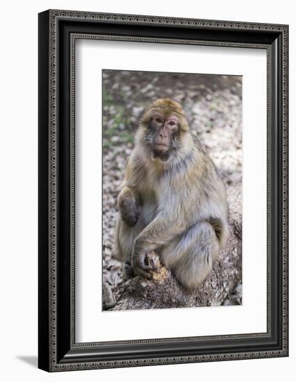 Morocco. An adult macaque monkey in the cedar forests of the Atlas Mountains.-Brenda Tharp-Framed Photographic Print