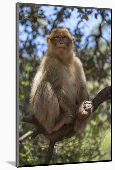 Morocco, Barbary Apes, or Macaques, in the High Atlas Mountains-Brenda Tharp-Mounted Photographic Print