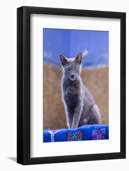 Morocco, Chefchaouen. a Female Cat Looks on in Curiosity-Brenda Tharp-Framed Photographic Print