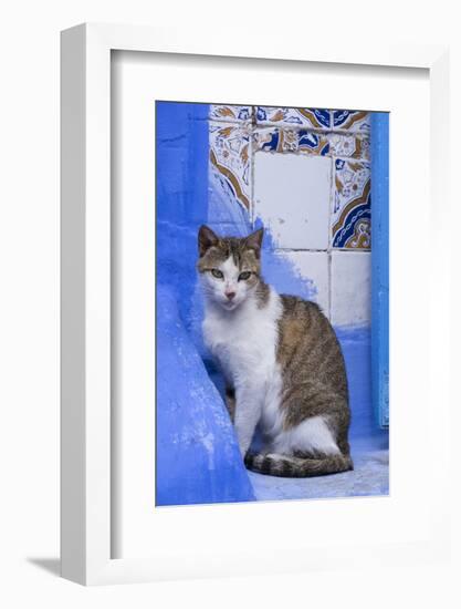 Morocco, Chefchaouen. A village cat sits against blue walls and tiles.-Brenda Tharp-Framed Photographic Print