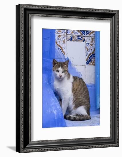 Morocco, Chefchaouen. A village cat sits against blue walls and tiles.-Brenda Tharp-Framed Photographic Print