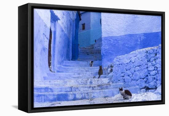 Morocco, Chefchaouen. Cats sit along the winding steps of an alley.-Brenda Tharp-Framed Premier Image Canvas