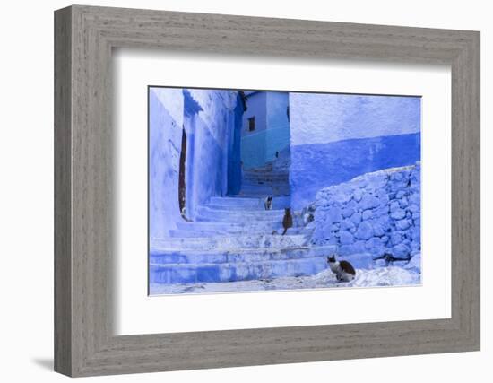 Morocco, Chefchaouen. Cats sit along the winding steps of an alley.-Brenda Tharp-Framed Photographic Print