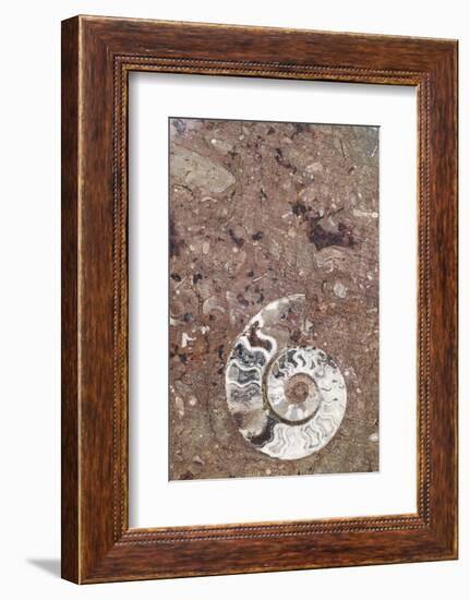 Morocco, Erfoud. Details of ammonites, and other fossils exposed on a cut slab of stone.-Brenda Tharp-Framed Photographic Print