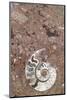 Morocco, Erfoud. Details of ammonites, and other fossils exposed on a cut slab of stone.-Brenda Tharp-Mounted Photographic Print