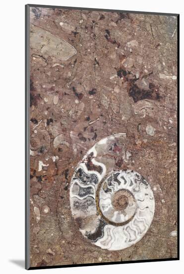 Morocco, Erfoud. Details of ammonites, and other fossils exposed on a cut slab of stone.-Brenda Tharp-Mounted Photographic Print