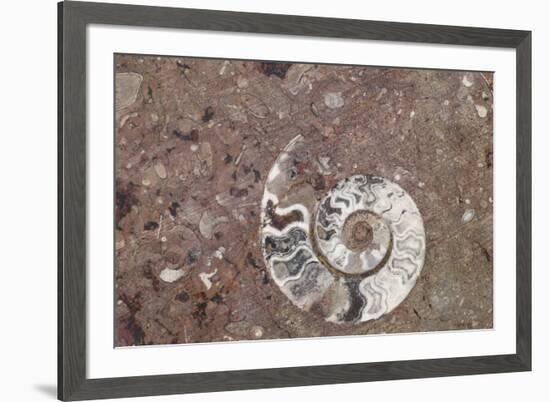 Morocco, Erfoud. Details of ammonites, and other fossils exposed on a cut slab of stone.-Brenda Tharp-Framed Photographic Print