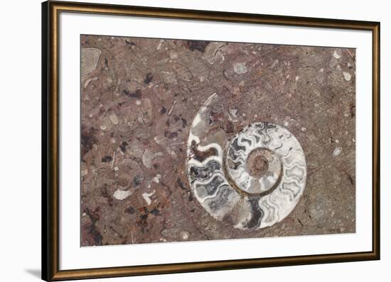 Morocco, Erfoud. Details of ammonites, and other fossils exposed on a cut slab of stone.-Brenda Tharp-Framed Photographic Print