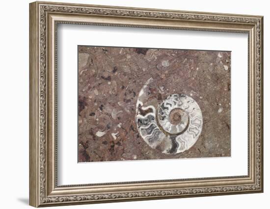 Morocco, Erfoud. Details of ammonites, and other fossils exposed on a cut slab of stone.-Brenda Tharp-Framed Photographic Print