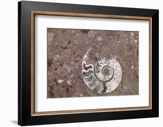 Morocco, Erfoud. Details of ammonites, and other fossils exposed on a cut slab of stone.-Brenda Tharp-Framed Photographic Print